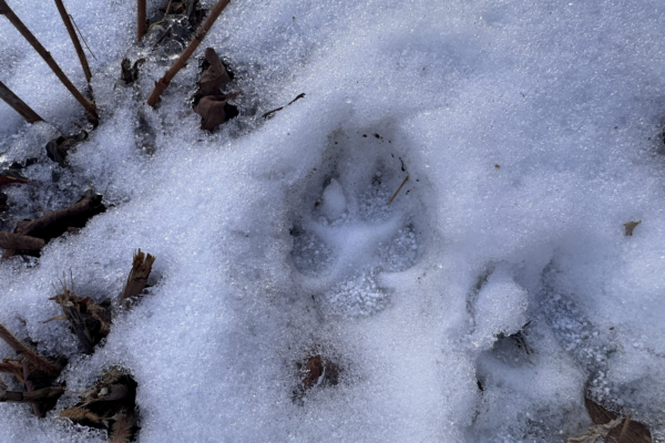 Wolfprint track in snow.