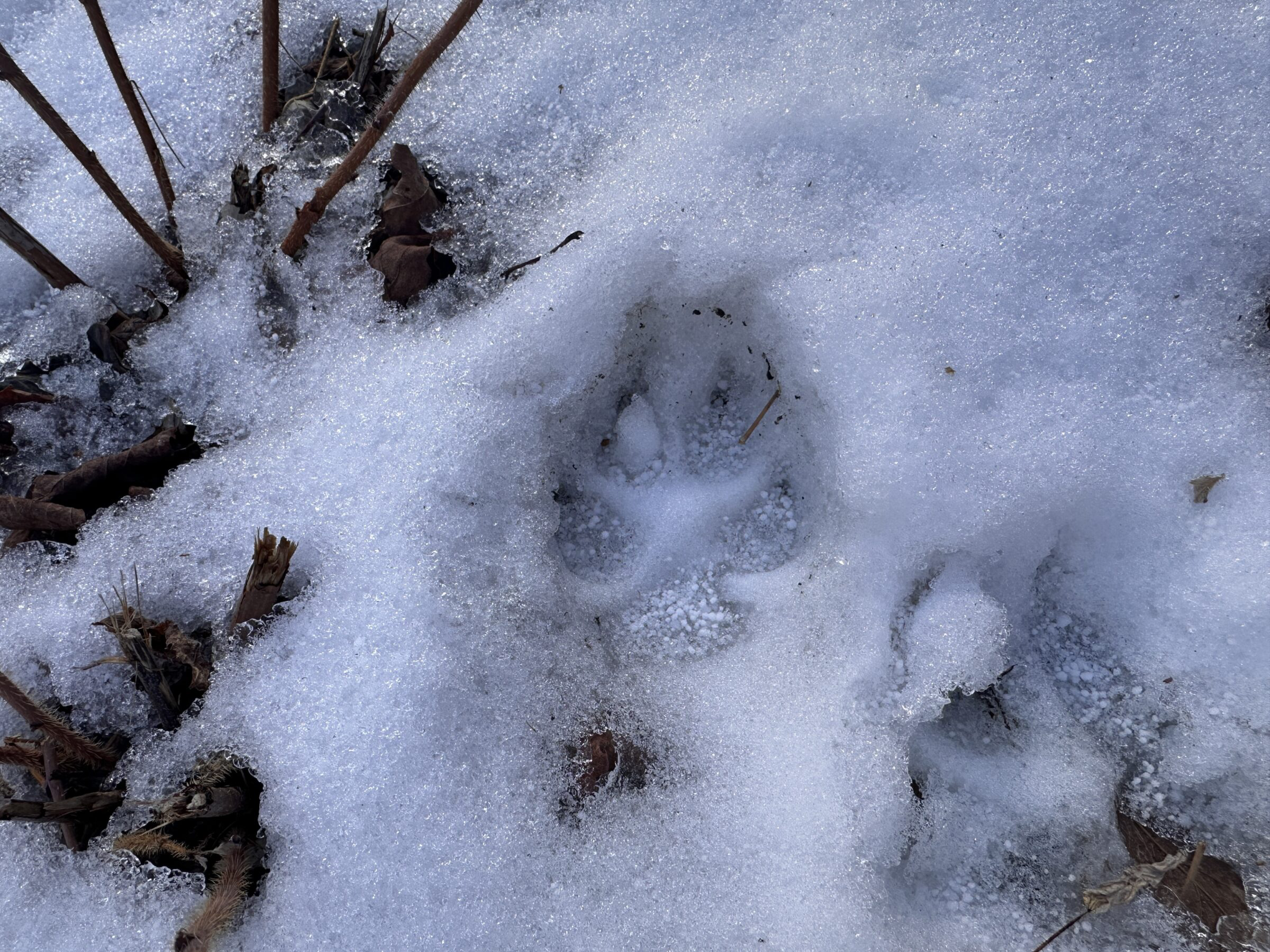 Wolfprint track in snow.